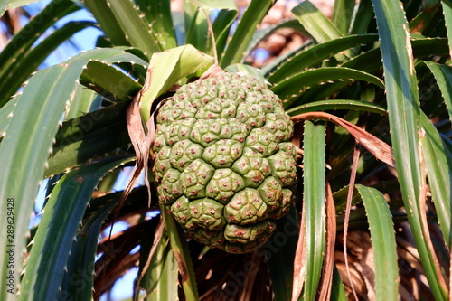 Palm fruit on the palm tree