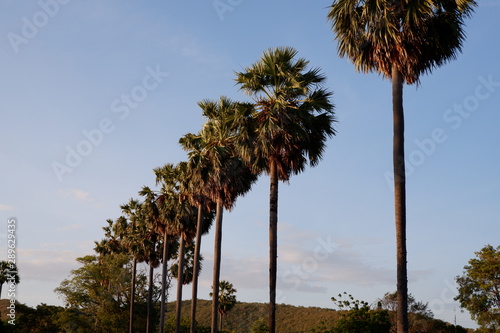 Sugar palm lined up in the evening