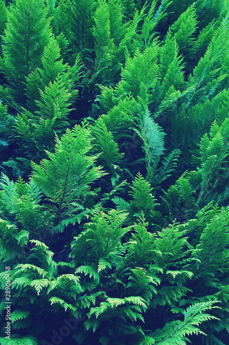 green arborvitae, natural background. cypress bushes. toning.