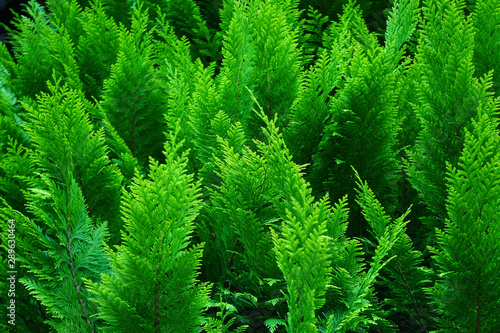 green arborvitae  natural background  selective focus.