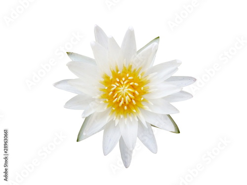 White lotus isolated on a white background.top view