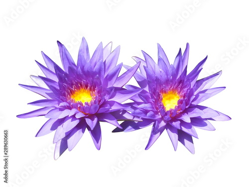 Top view two purple lotus flower isolate on white background