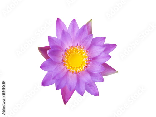 Beautiful Purple lotus flower  Nymphaea spp . isolated on white background.Top view