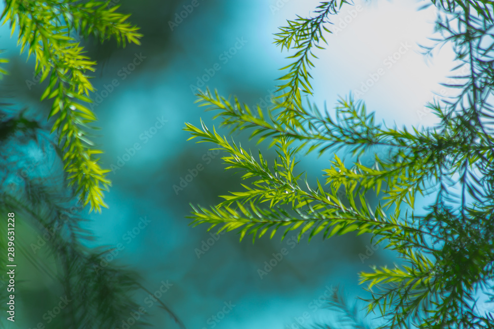 nature background, the leaf pattern in nature abstract background, leaf close-up nature background, the leaf pattern in nature abstract background, leaf close-up