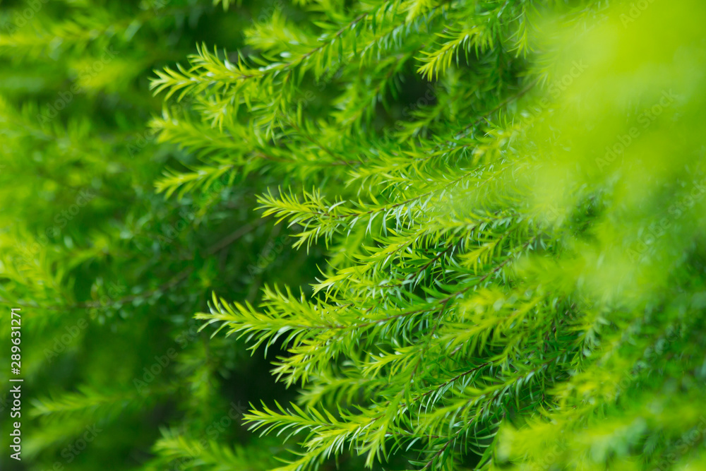 nature background, the leaf pattern in nature abstract background, leaf close-up