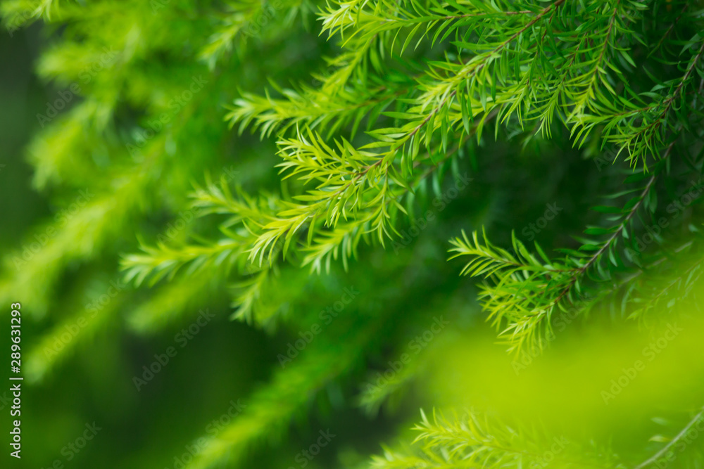 nature background, the leaf pattern in nature abstract background, leaf close-up nature background, the leaf pattern in nature abstract background, leaf close-up