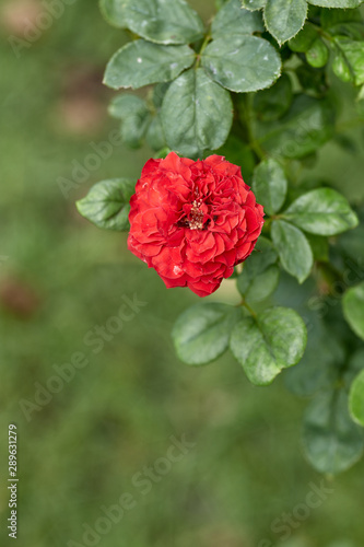 Fototapeta Naklejka Na Ścianę i Meble -  Close-Up Of Red Flowering Plant In The Garden
