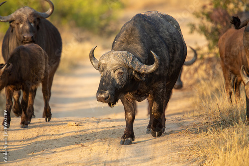 Buffalo breeding herd with large males