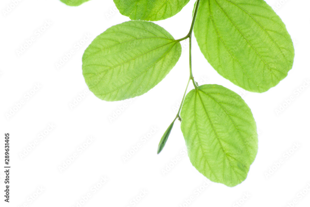 leaf in nature isolated leaf in nature isolated