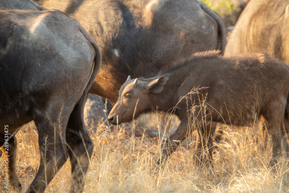 Buffalo breeding herd with large males Buffalo breeding herd with large males