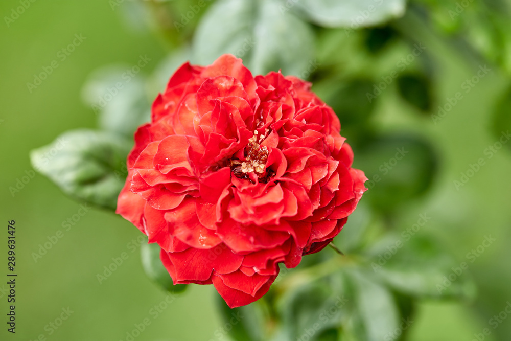 Close-Up Of Red Flowering Plant In The Garden Close-Up Of Red Flowering Plant In The Garden