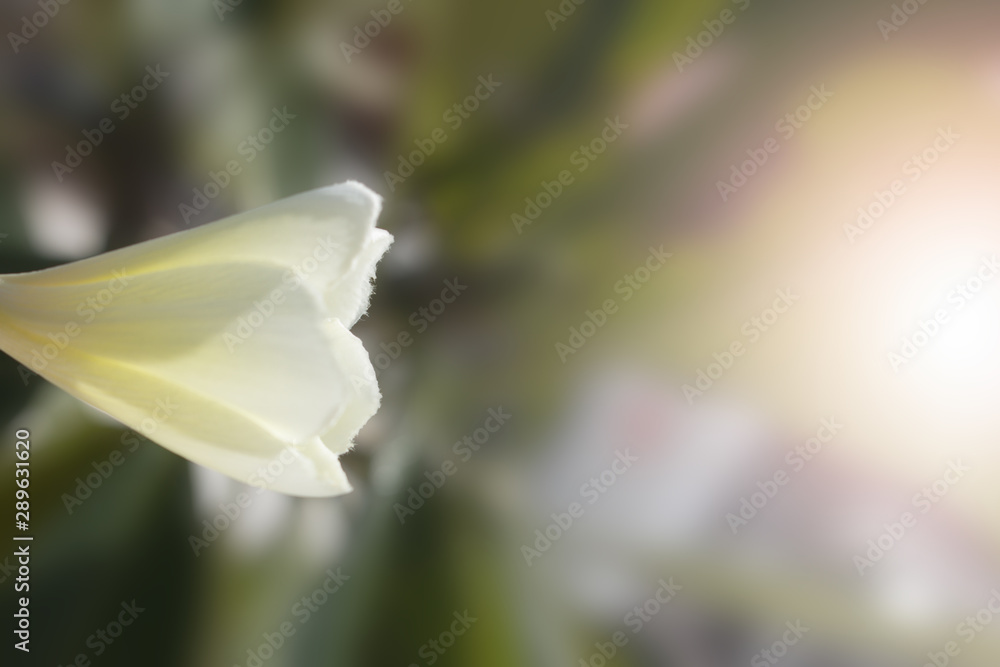 Fototapeta premium The frangipani close-up in nature, the white and yellow plumeria in nature
