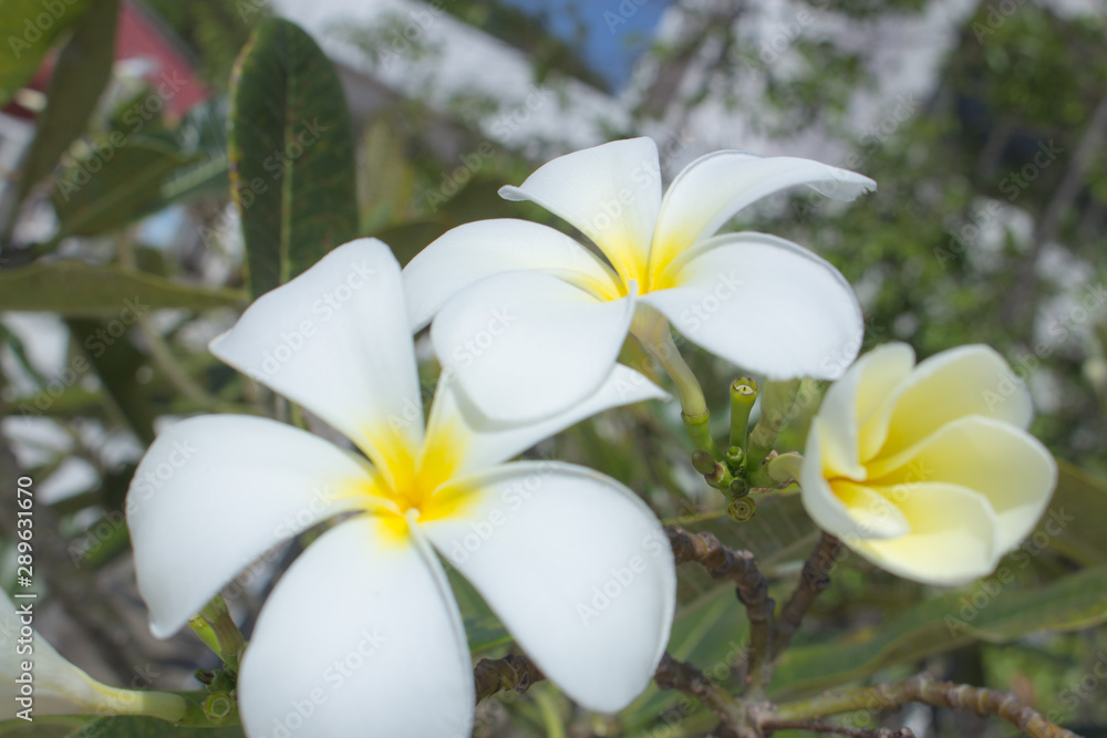 The frangipani close-up in nature, the white and yellow plumeria in nature The frangipani close-up in nature, the white and yellow plumeria in nature