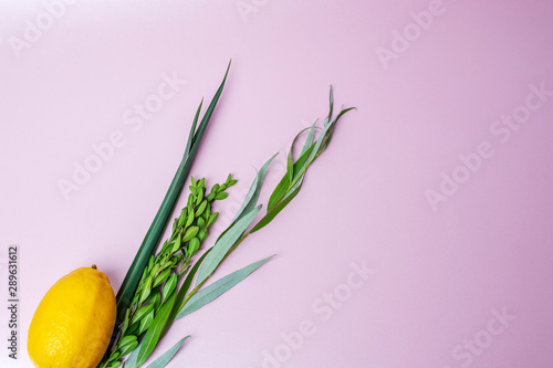 Symbols of jewish fall festival of Sukkot, lulav - etrog, palm branch, myrtle and willow photo