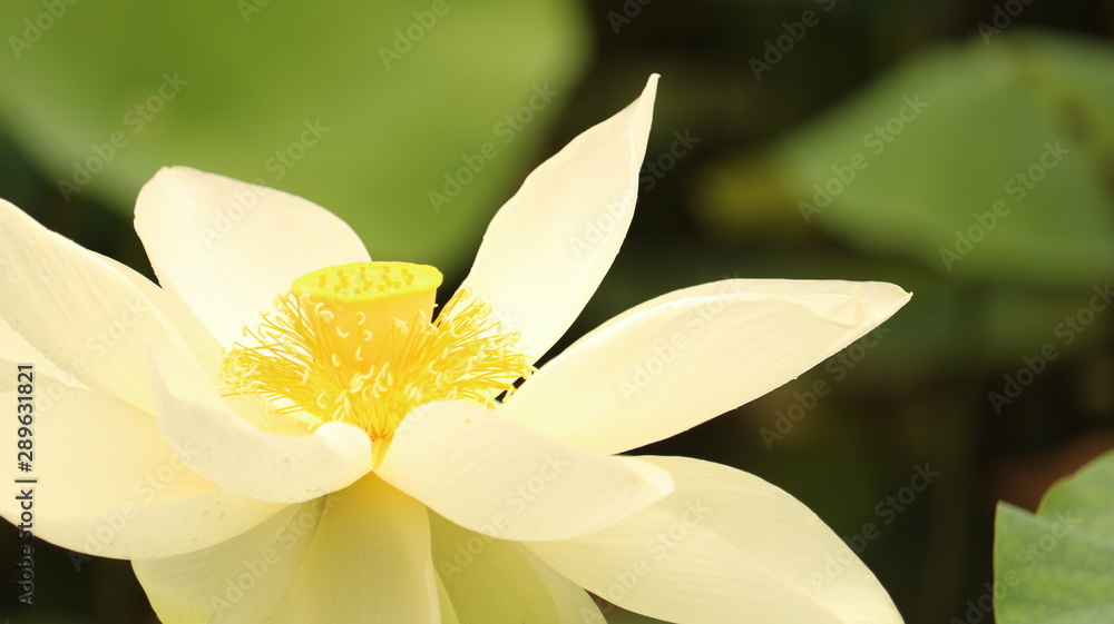 曇り空に咲く蓮の花 曇り空に咲く蓮の花