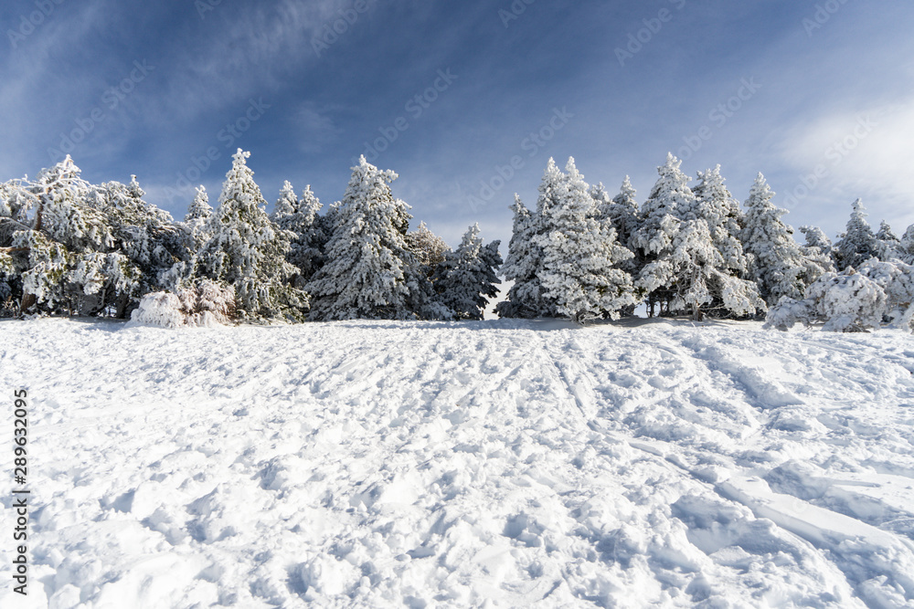 Fototapeta premium Snowed pine treer in ski resort of Sierra Nevada