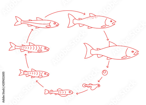 Round stages of salmon fish growth set. From parr to adult sockeye fish development. Grow up animation progression. Aquaculture cycle. Outline contour red line.