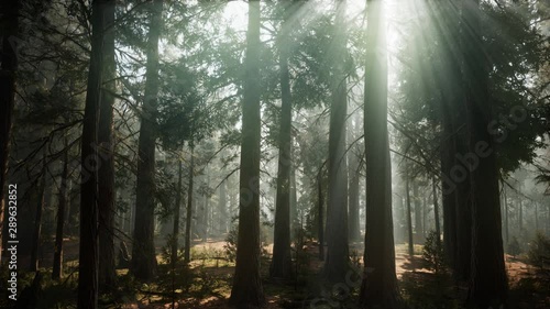 Sequoia National Park under the fog mist clouds fantasy. Sequoia Redwood Forest