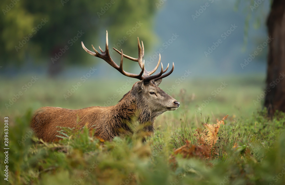 Red deer during rutting season in autumn