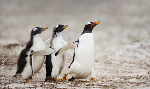 Two Gentoo penguin chicks chasing after the parent to be fed