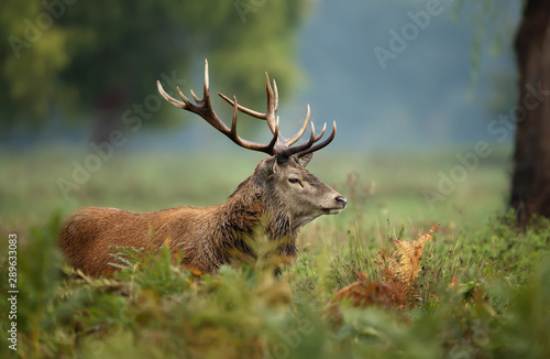 Red deer during rutting season in autumn © giedriius