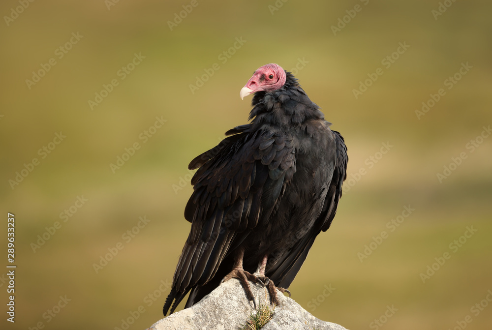 Close up of a Turkey vulture perched on a rock Close up of a Turkey vulture perched on a rock