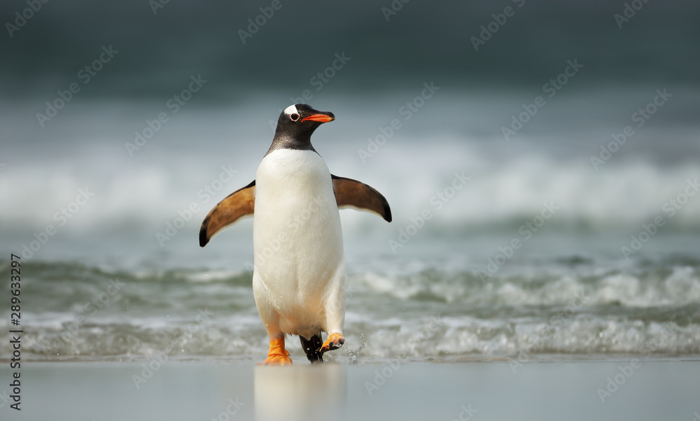 Naklejka premium Gentoo penguin coming ashore from Atlantic ocean