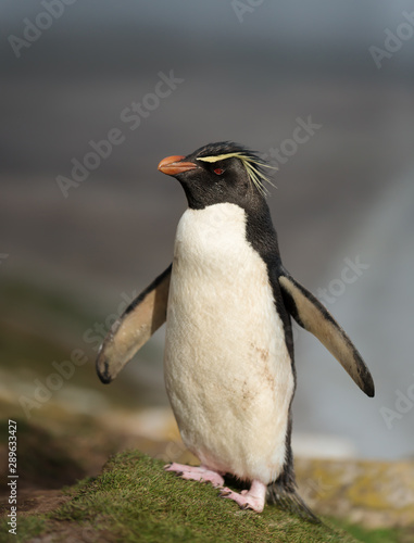 Southern rockhopper penguin standing on a coastline