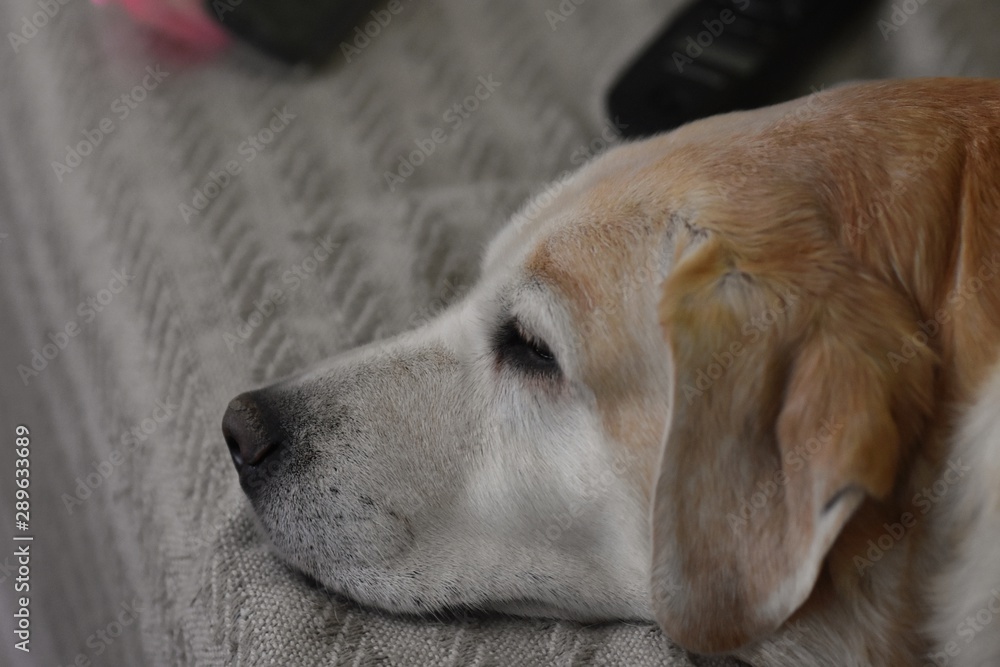 Closeup portrait of creamy Labrador retriever dog laying Closeup portrait of creamy Labrador retriever dog laying