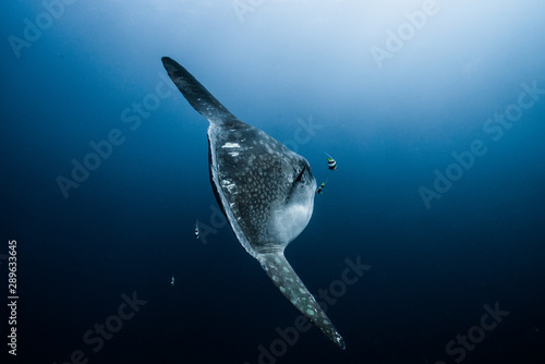 Mola Mola from Behind photo