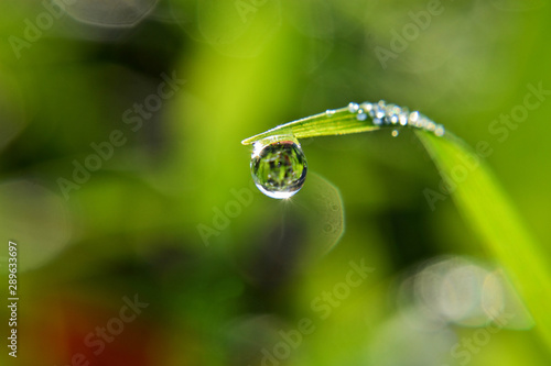 Fresh grass with dew drops/ Beautiful closeup and macro nature details/ Closeup of rain drop on the green grass