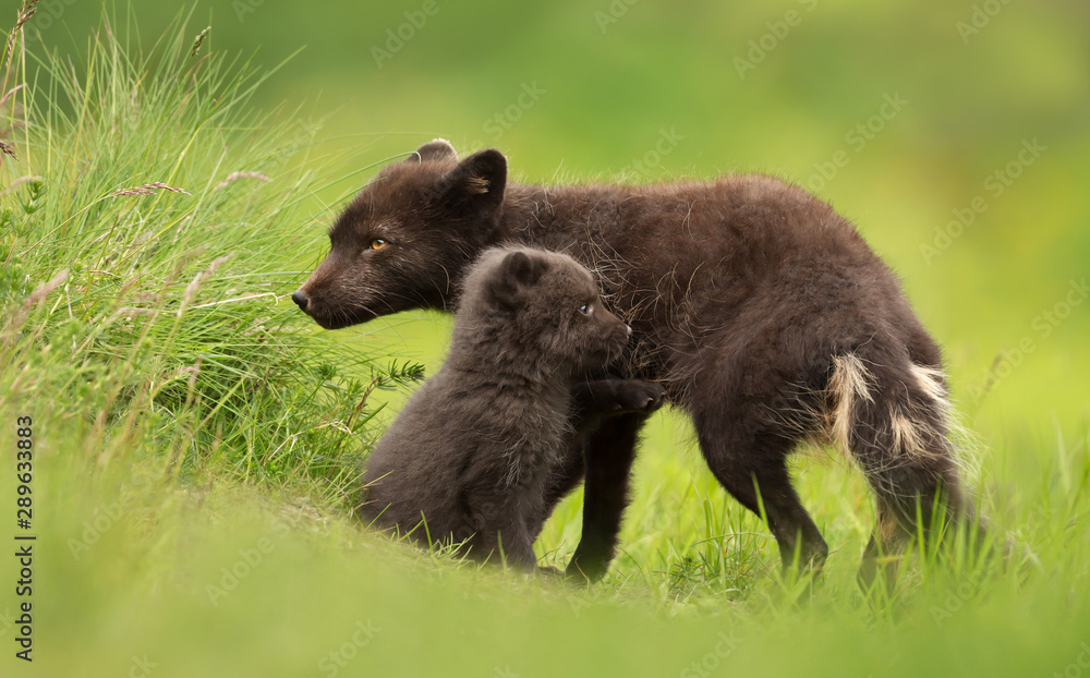 Close up of an Arctic Fox with a cub Close up of an Arctic Fox with a cub