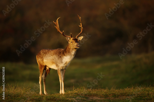Close up of a Fallow deer in the morning light