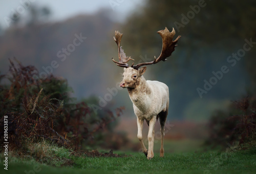 Fallow deer on a misty morning in autumn photo