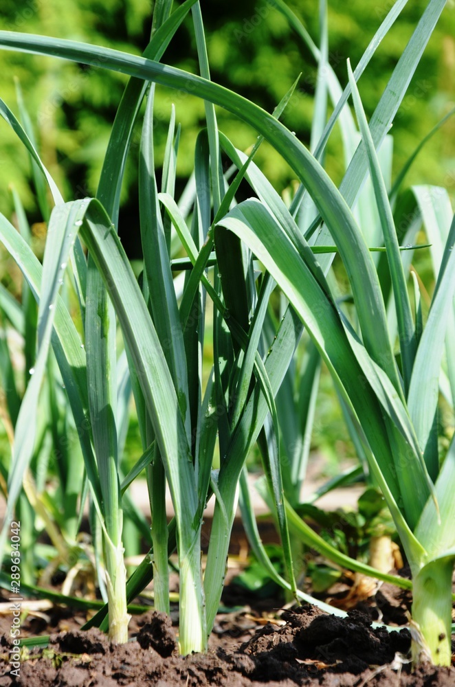 Obraz premium leeks grow in the garden. eco-products in farm. Macro. Organic. Vegetarian. Health life.