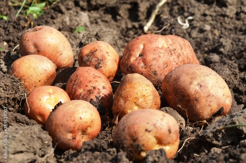 potatoes in the garden. eco-products in farm. Macro. Organic. Vegetarian. Health life.