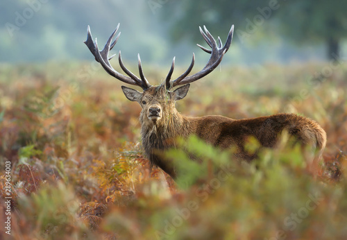 Red deer stag with grass on antlers during rutting season in autumn