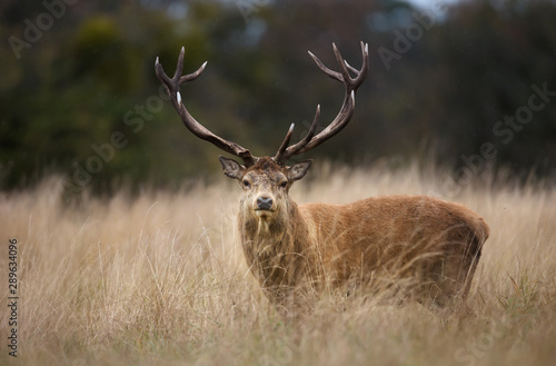 Fototapeta Naklejka Na Ścianę i Meble -  Red deer stag during rutting season in autumn