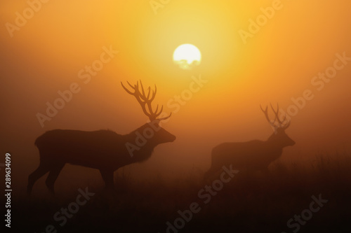 Silhouette of Red deer stags at sunrise