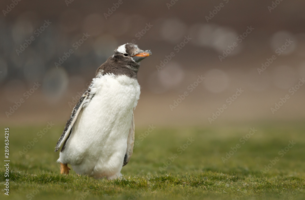 Obraz premium Close up of a molting Gentoo penguin chick