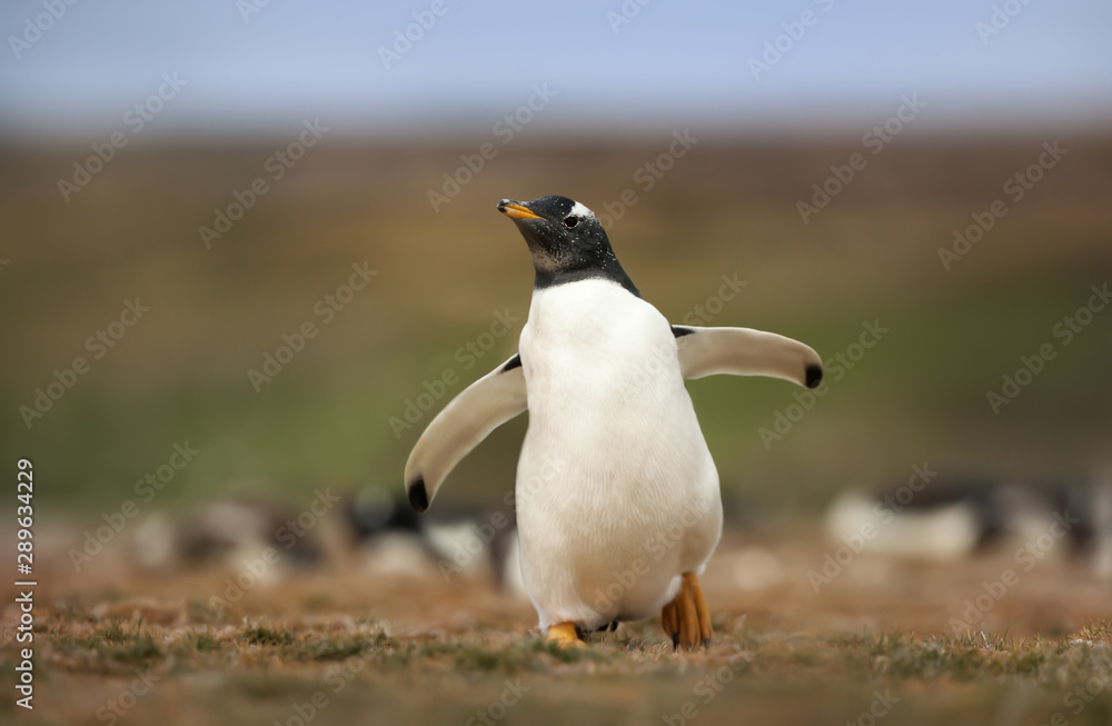Fototapeta premium Close up of a Gentoo penguin chick in summer