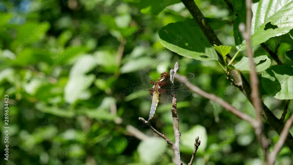 The female of a dragonfly sits on a branch. The female of a dragonfly sits on a branch.