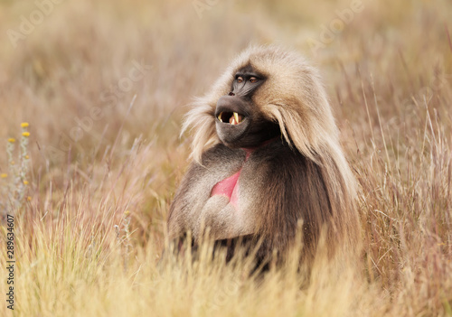 Close up of male Gelada monkey sitting in grass