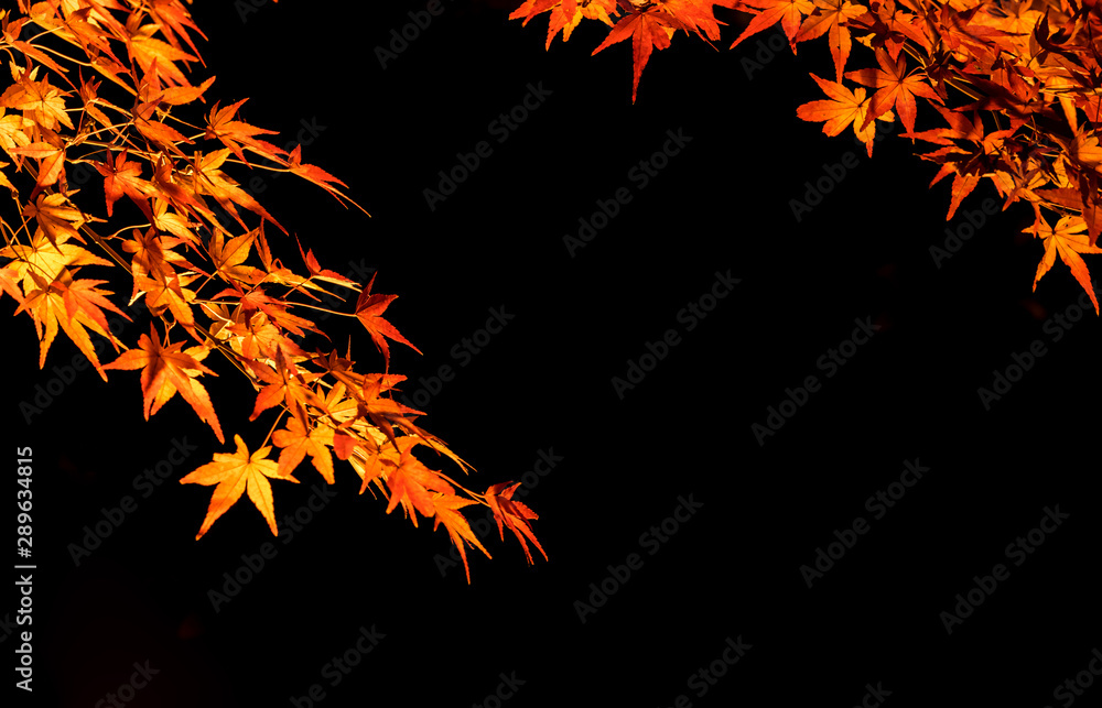 紅葉ライトアップ 紅葉ライトアップ