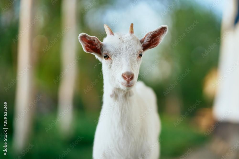 white goat on the meadow