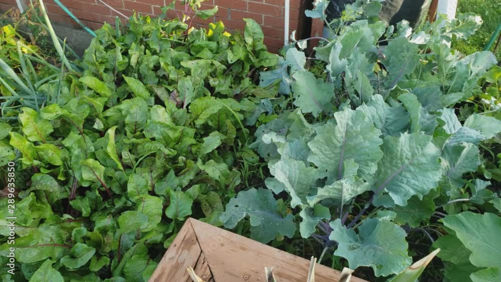 Home gardening - High angle view and panning left to right of vegetables like beets, kohlrabi and zucchini growing in backyard garden bed. Home gardening - High angle view and panning left to right of vegetables like beets, kohlrabi and zucchini growing in backyard garden bed.