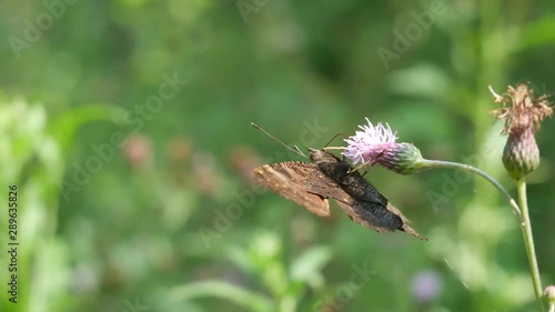  Wounded butterfly on flower. photo