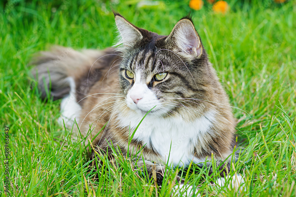 Maine Coon cat lies on a green lawns