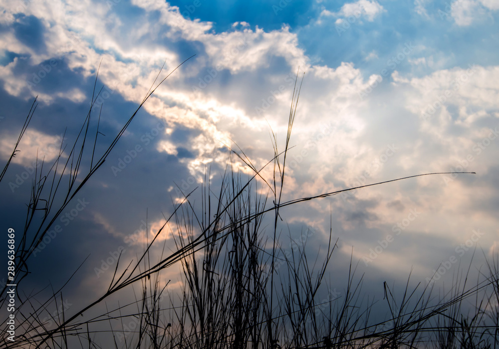 Silhouette blade of grass and the vivid color of light of the evening sky Silhouette blade of grass and the vivid color of light of the evening sky