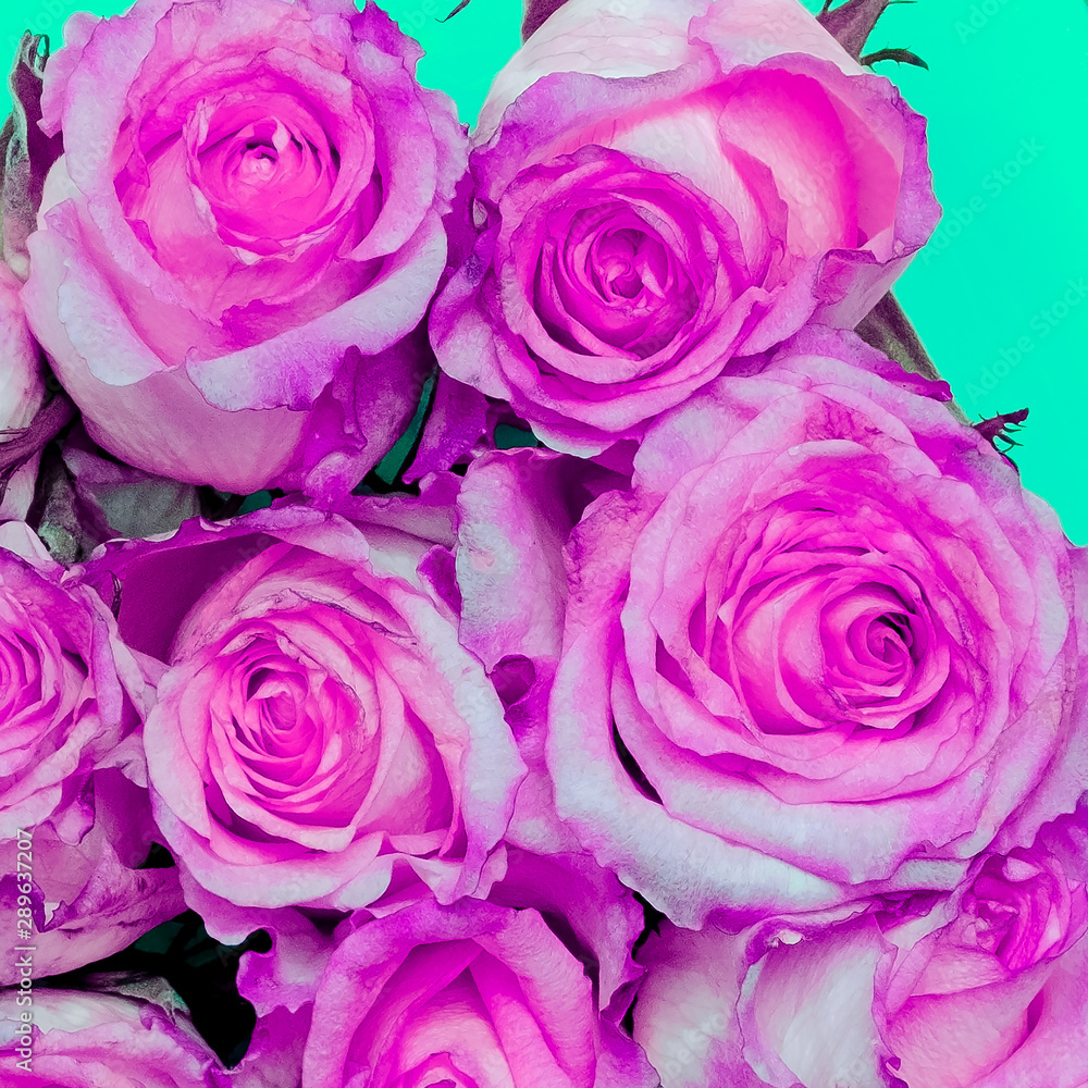 Pink roses background. Flowers lover concept Pink roses background. Flowers lover concept